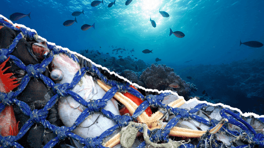 Protect Our Oceans